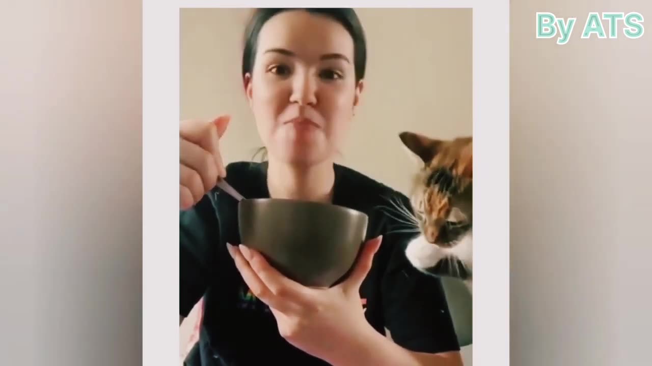funny cat