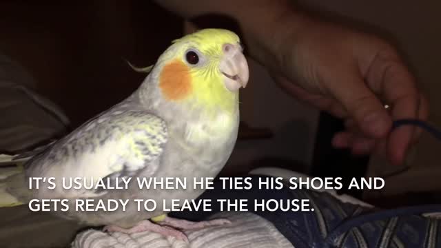 yt1s.com - Cockatiel Sings iPhone Ringtone