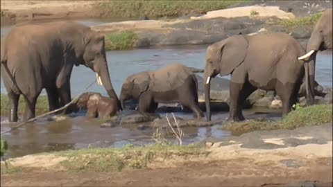 Look at this tiny elephant crossing the river