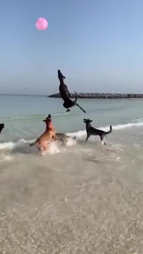 Entertainment dogs video..!