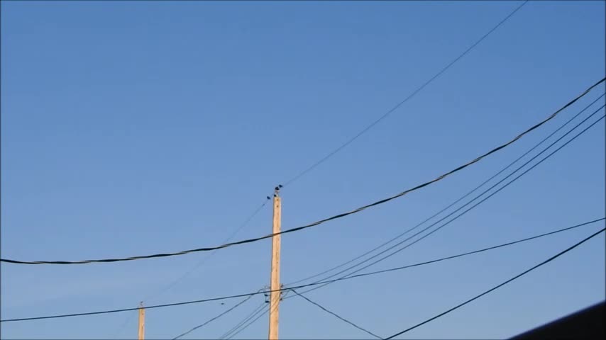 Birds Of A Feather Hang Out On Wires Together