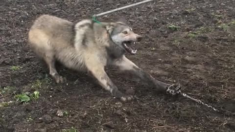 Timber Wolf released NW Minnesota