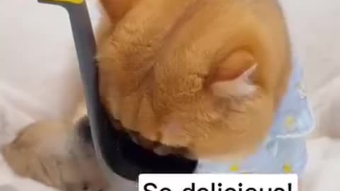 Cat loves drinking water.