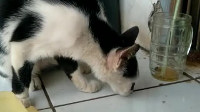 This cat always comes to ask for food