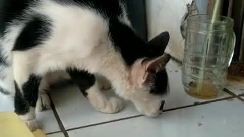 This cat always comes to ask for food