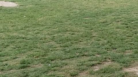 Crazy tips football game international college university match