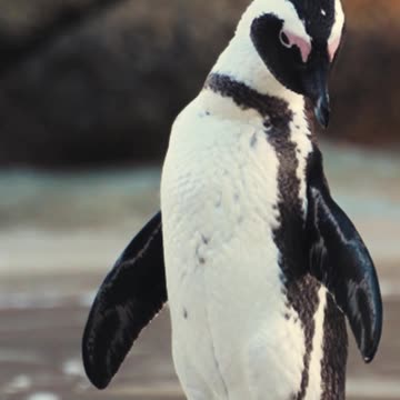 Tell Me The Name Of This Animals