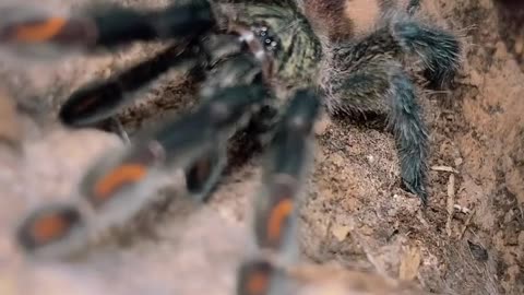 My suntiger tarantula!