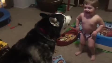 Toddler laughs as he and his dog howl together😂