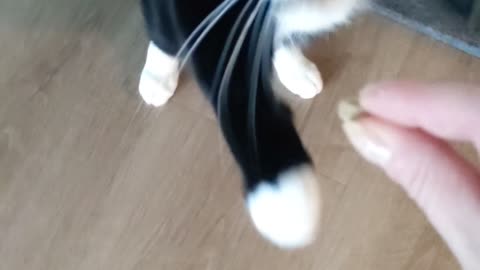 My cat walks!