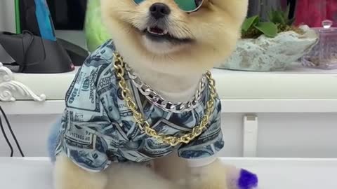 #puppycute #cutepuppy #cutedog #fyp