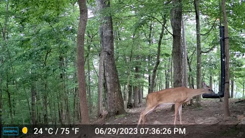The Woods – 06/30/2023
