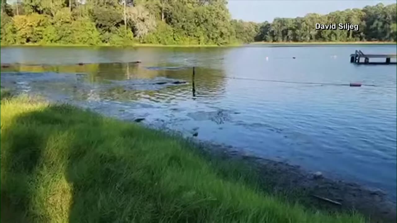 Texas: Massive alligator swims with children