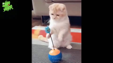 Cut Pets Funny Video....😊😊