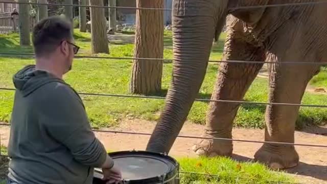 The elephant is going to eat, too