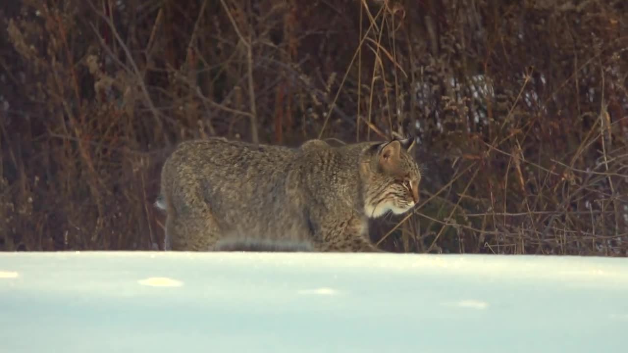 A Big Cat (Bobcat or Lynx) Paid Me A Visit