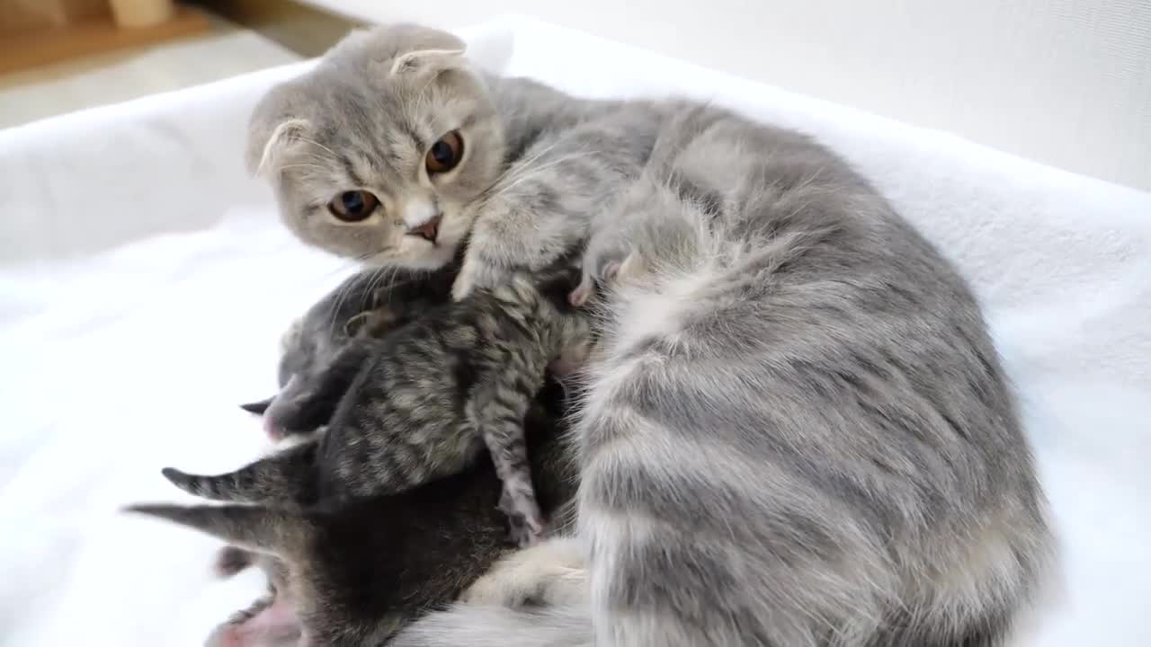 It's hard for mom cats to raise mischievous kittens