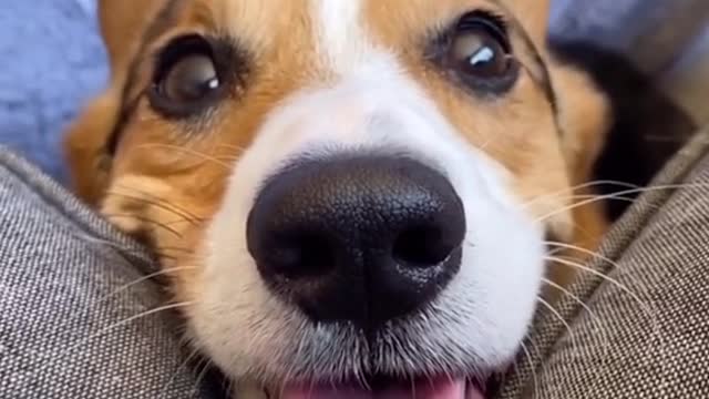 This video of a corgi will lift your mood