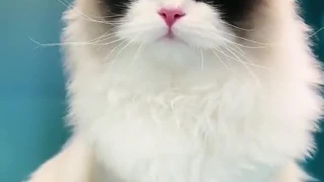 ❤️ cute baby---- _shorts _cat video.