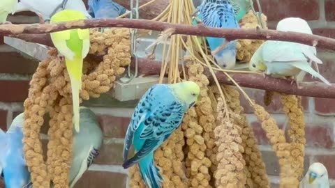 Budgies, lovebirds, cockatiels in outdoor bird aviary