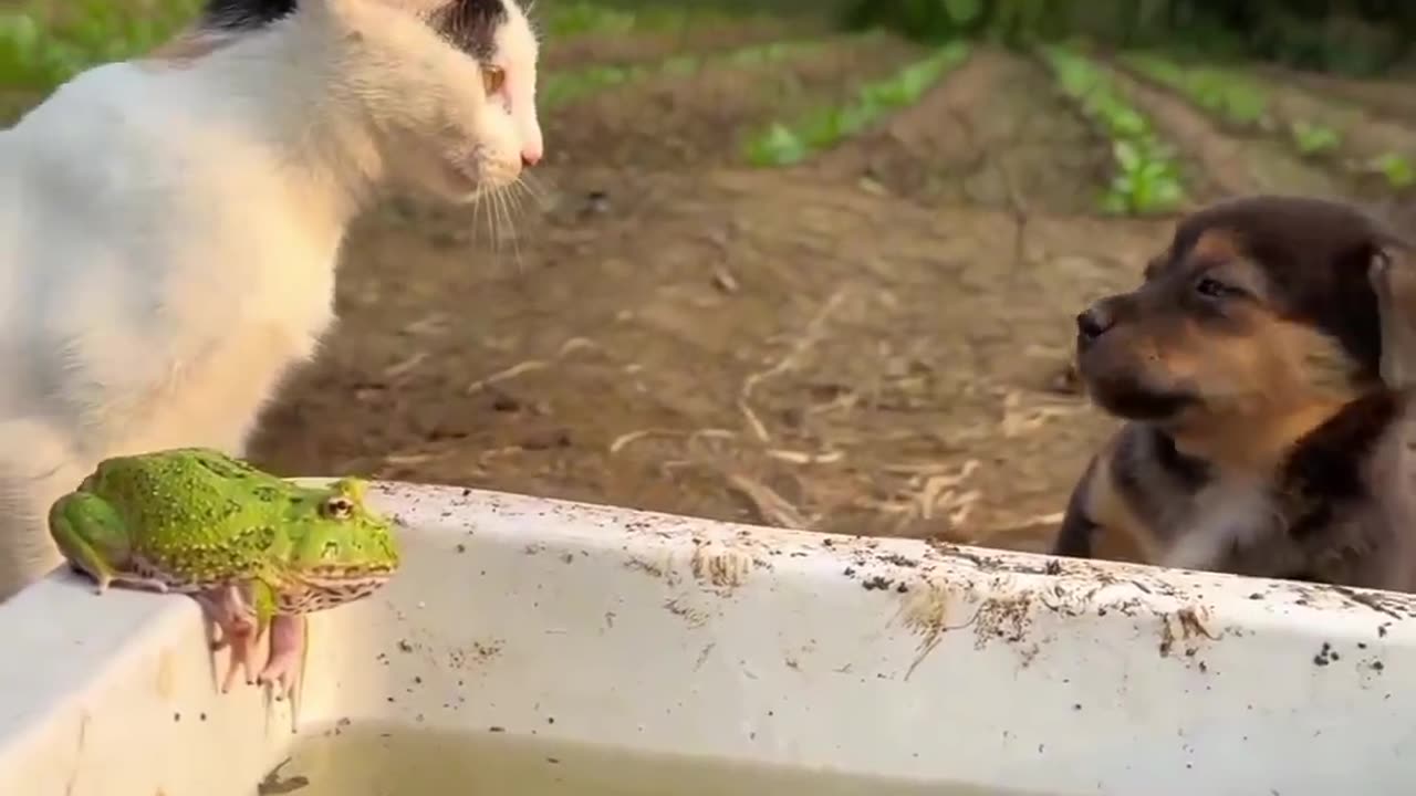 Crazy Cat Fight Little Baby Dog