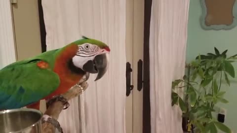 Funny Parrots Going Crazy - Cutest Parrots Compilation-12