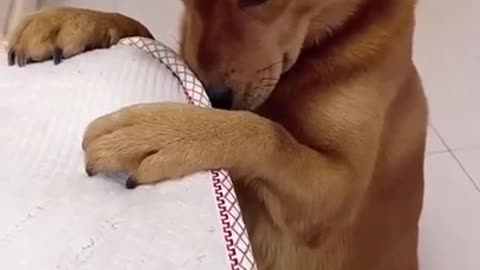 Dog That Will Make Your Day EP # 214 #shorts #Dogcompilation