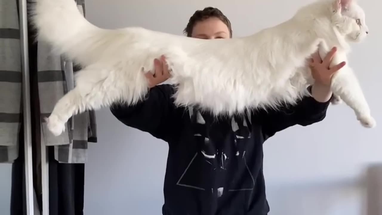 How Big is a Femal Cat maine Coon?