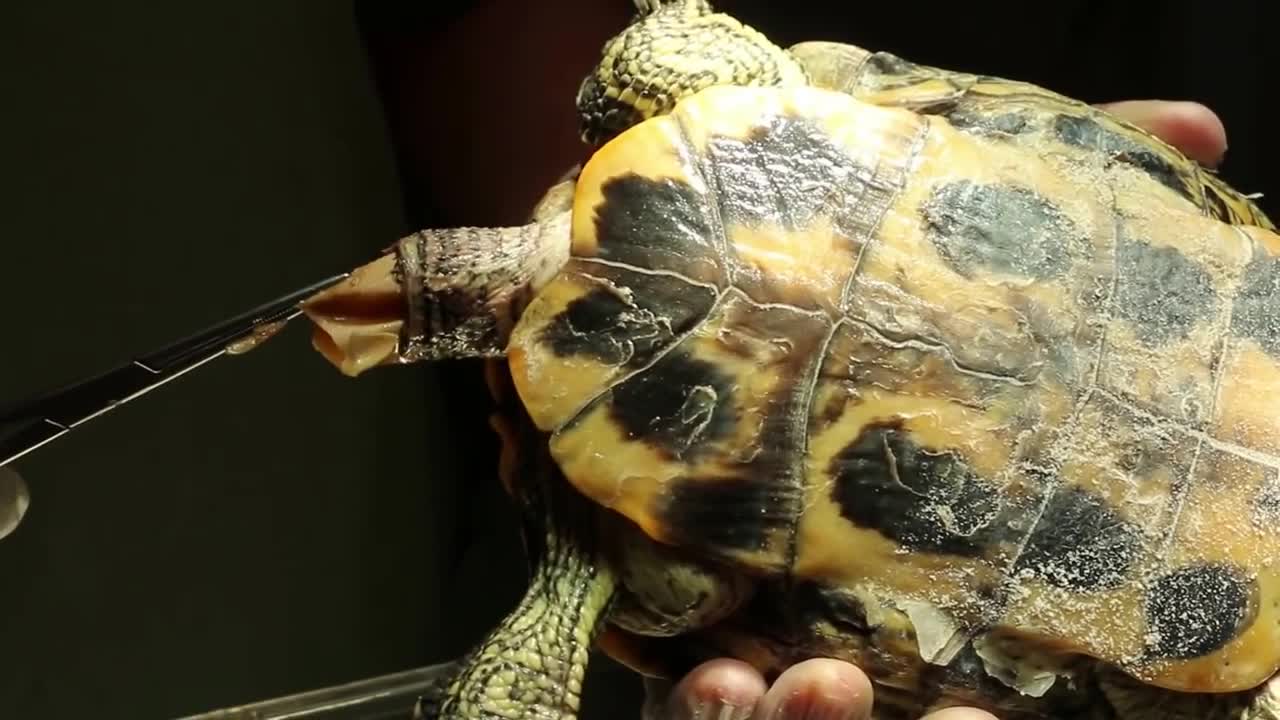 Ovocentesis in an egg bound red eared slider Pt 2. EGG BINDING in tortoises & turtles in Singapore.