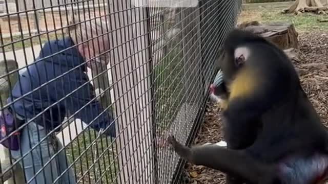 Mandrill Training