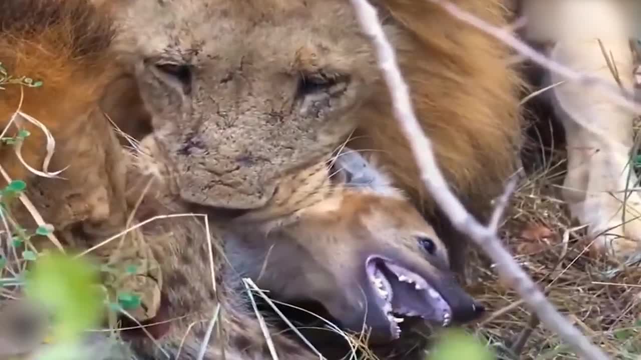 Teasing The Lion, The Hyena Was Suddenly Attacked Tragically And Painfully Disabled