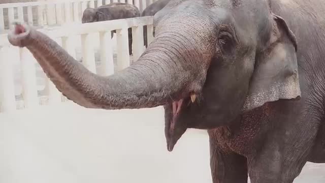 Cute elephant