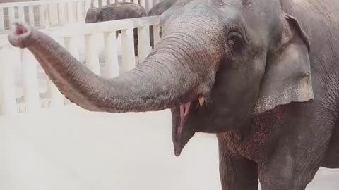 Cute elephant