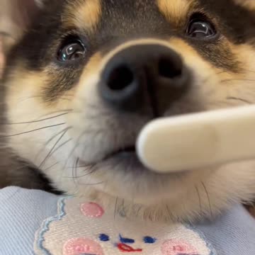 Manyu Match Puppy to the Owner I Lineup | Cut #009