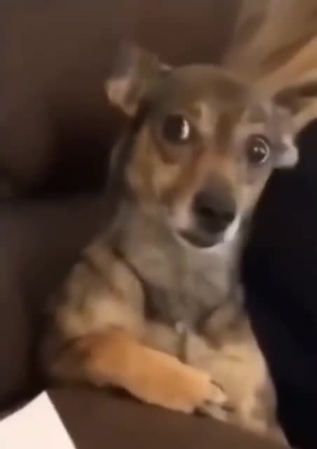 Dog Looking Side Eye Funny Meme