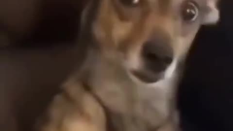 Dog Looking Side Eye Funny Meme