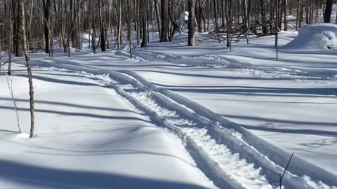 Balade dans le bois