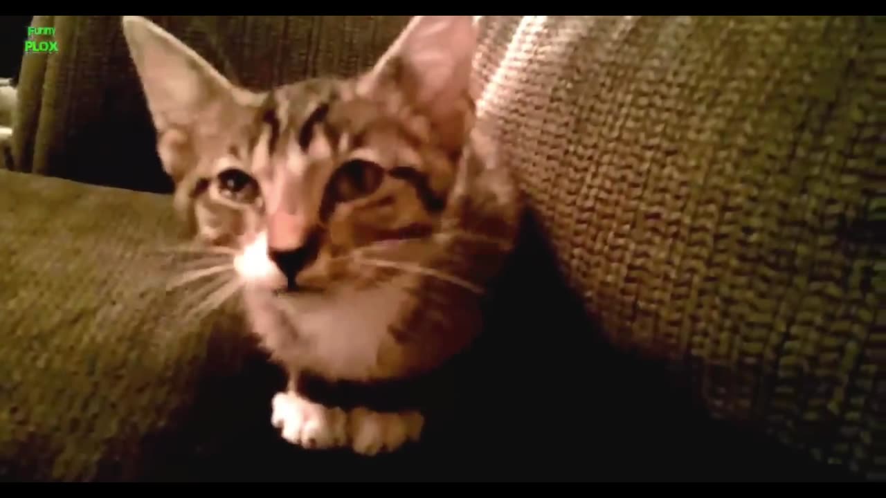 Funny Cats and Kittens Meowing Compilation