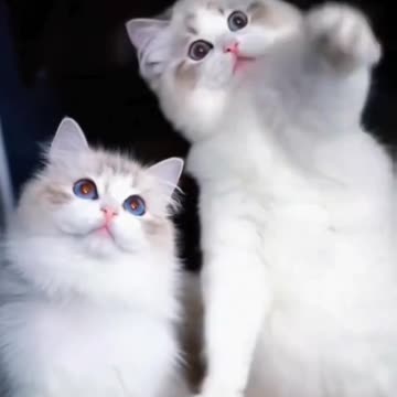 Fanny Cat Video and Cute Cat Video