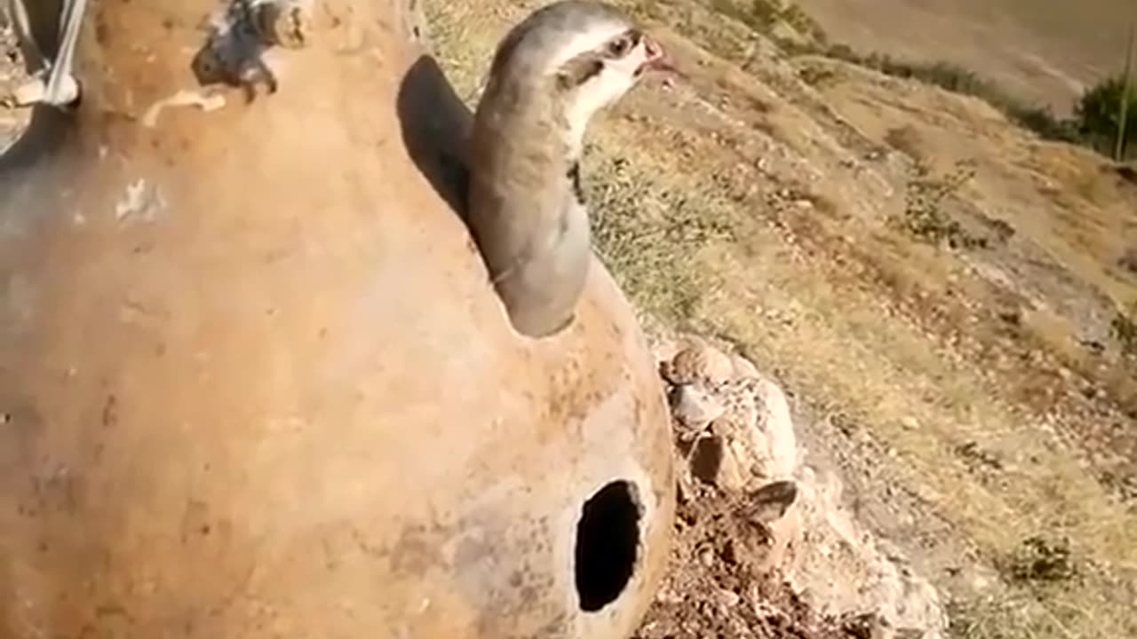 How sweet the sound of this bird is