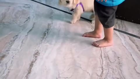 Funny pet and child