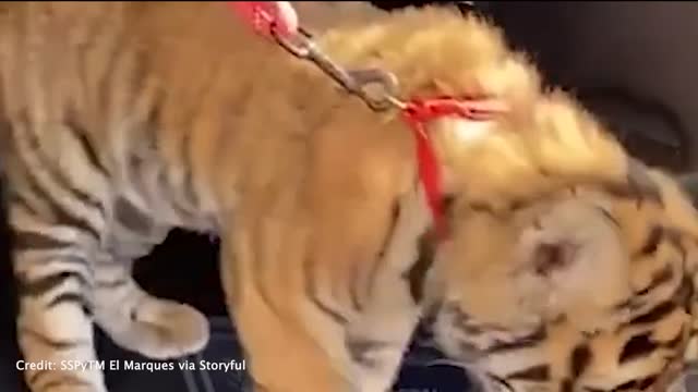 Mexico police find tiger cub in trunk of car