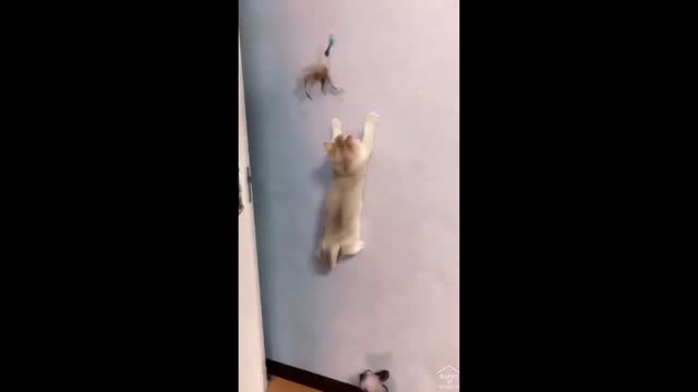 cute and funny cat videos