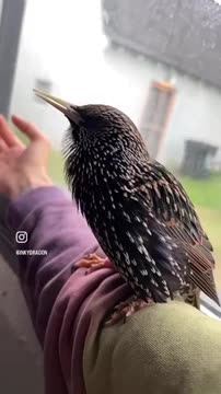 News Break: Slow motion bird chirping.