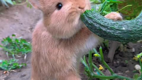 Cute rabbit eats cucumber