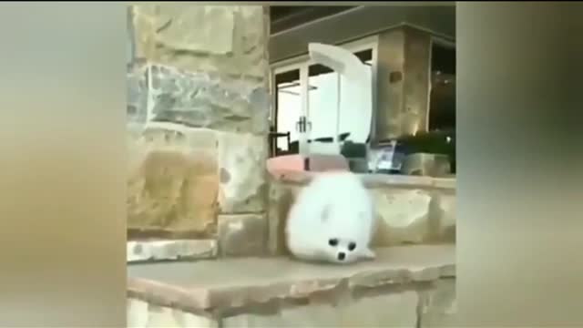 Funny dog video