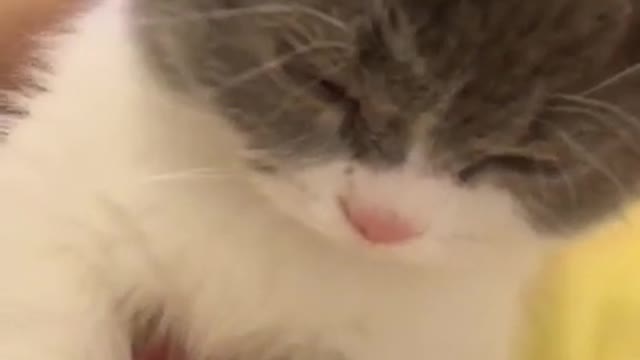 Cute Cats and Funny Animals Compilation 😹 Try Not To Laugh Challenge - Cute Cat 091