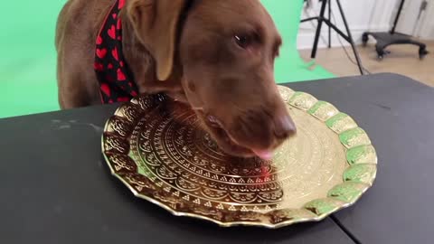 Labrador Retriever Trying Fruits For The First Time
