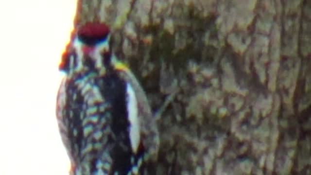 Yellow-Bellied Sapsucker