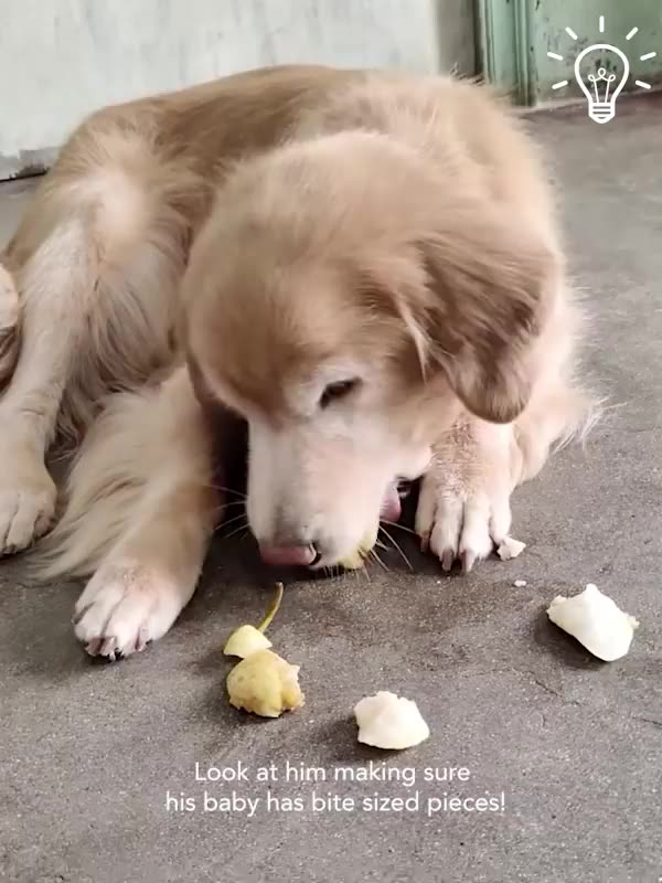 How a Dog Loves and care his puppy| Pet Videos| Animals love Unmatchable